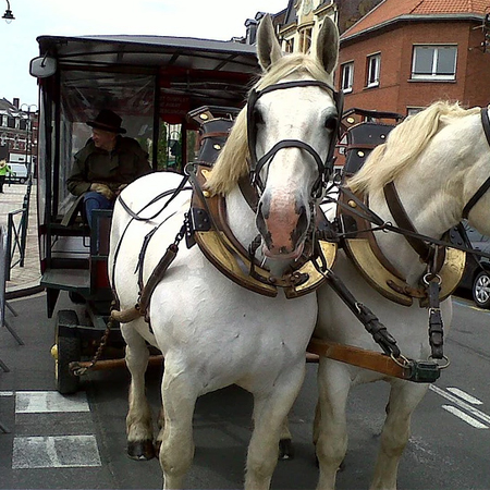 Calèche omnibus