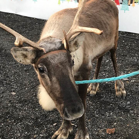 Le père Noël et ses amis